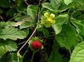 Indian Strawberry